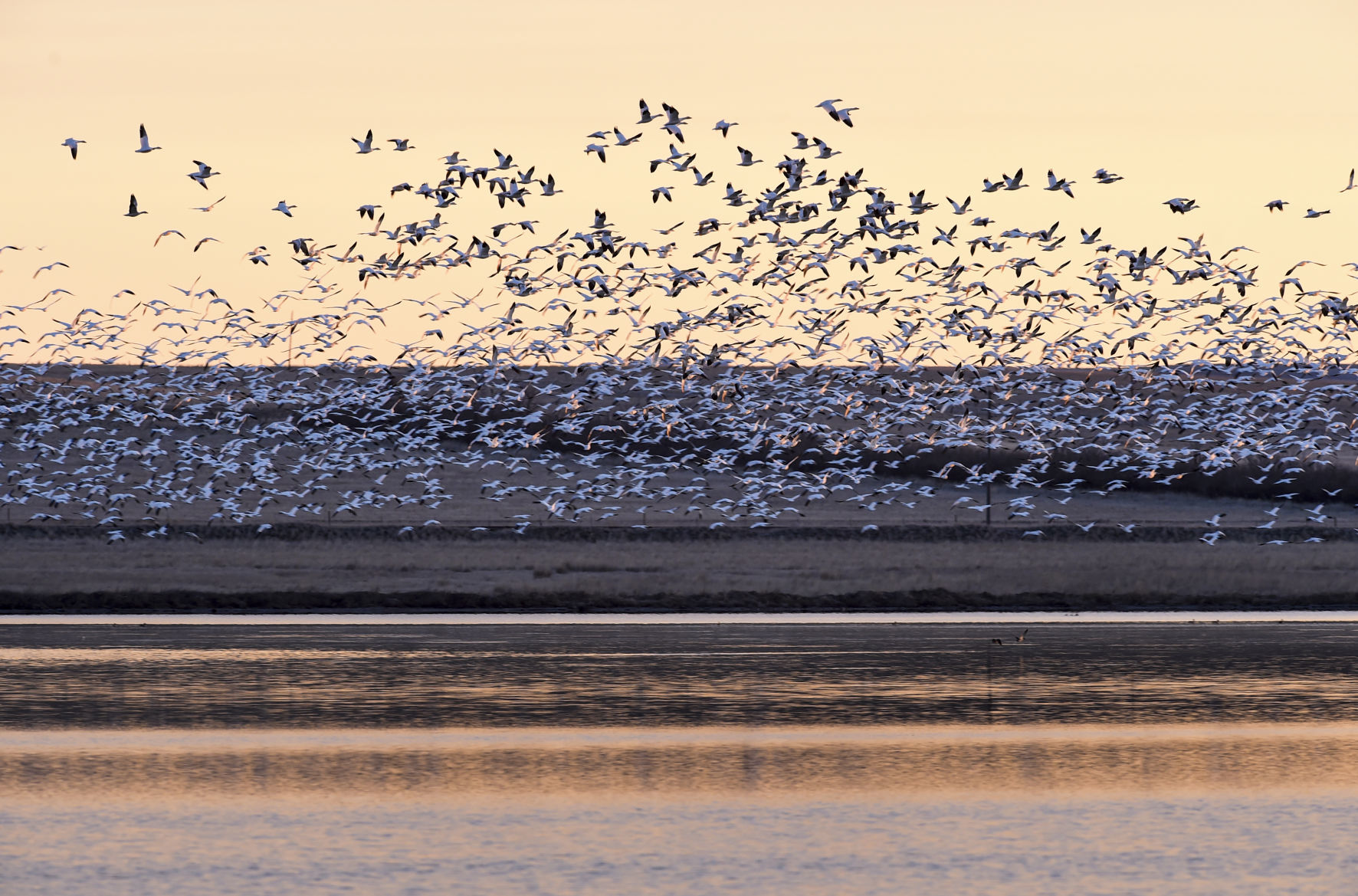 Freezout Lake Snow Goose Migration